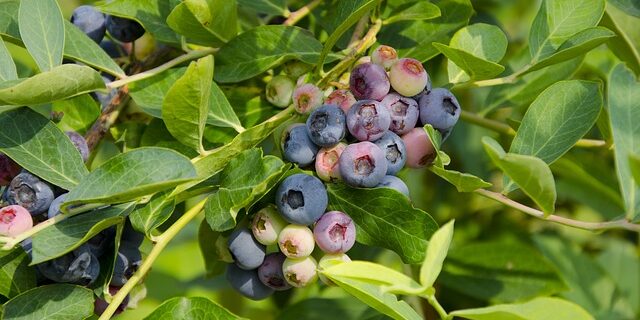 El Cultivo De La Planta Del Arándano En Cantabria Comunidad