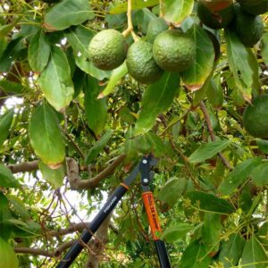 Como cuidar un árbol de aguacate