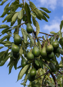 Como cultivar aguacates en Galicia