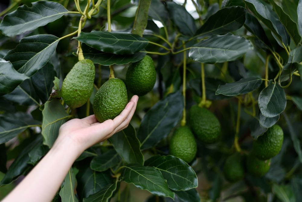 Plantar los árboles de aguacates el mejor momento