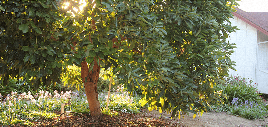 Cómo cultivar los árboles de aguacates