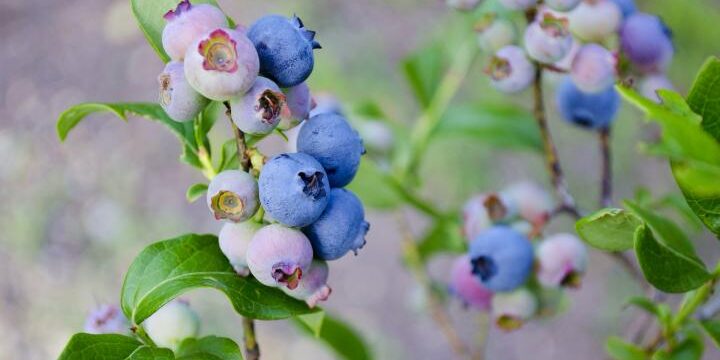 Guía De Cultivo De Arándanos Para Aprender A Plantar Y Más