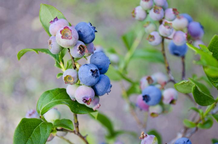 Guía de cultivo de arándanos para aprender a plantar y más