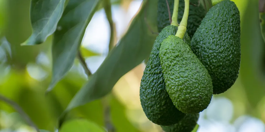 Guía Del árbol De Aguacate Hass Cuidados Y Mantenimiento