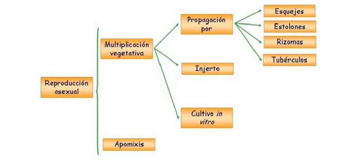 esquema aguacate in vitro