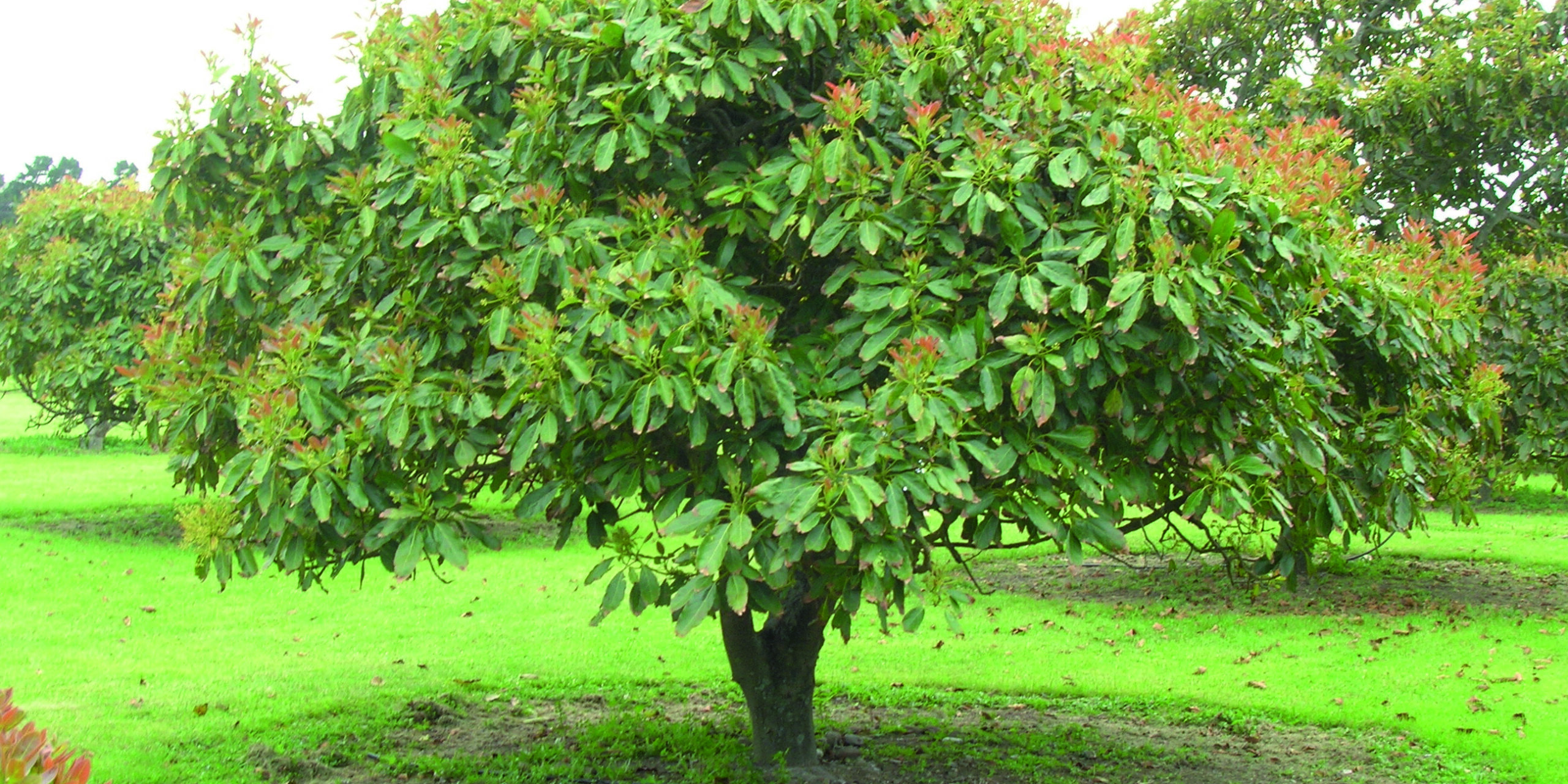 Cuidado Del árbol De Aguacate